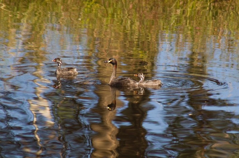 strange ducks.jpg